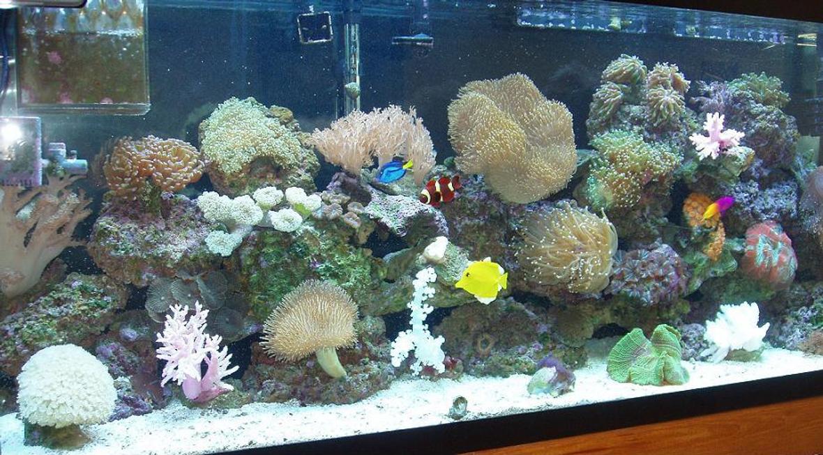 55 gallons reef tank (mostly live coral and fish) - 55 Gallon tank wet/dry filter Magnum 350 filter system with a bi-wheel, a Rio 800 power head, 320 watts of lighting, alos have 68lbs of live rock.