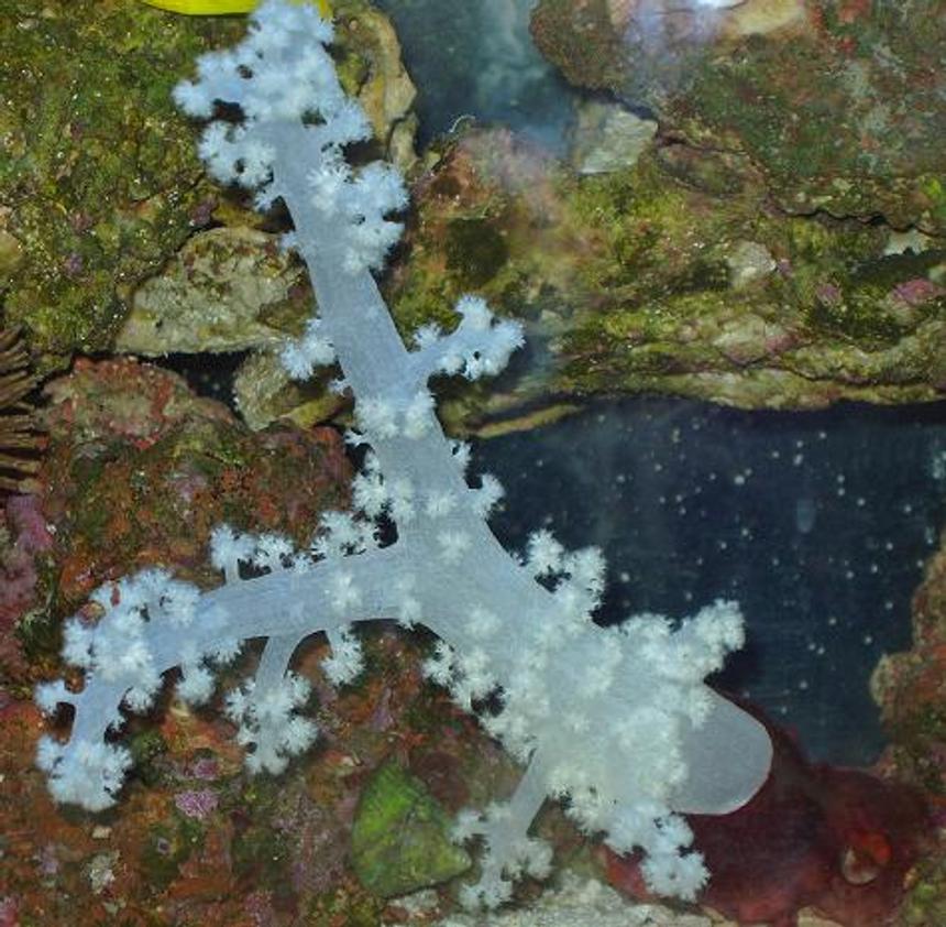 Rated #29: Corals Inverts - Dendronephthya Sp. - Carnation Tree Coral Stocking In 55 Gallons Tank - WHITE CARNATION