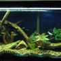 70 gallons freshwater fish tank (mostly fish and non-living decorations) - 70 gallon Discus Tank , Iron stand, Aquaclear 300 and Fluval 40. Ebojager 200 watt heater with a standard flourscent light fixture. Whisper air pump and bubble wall complete the ensemble.