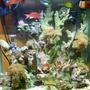 fish tank picture - Here is a most recent photo of my 37g tall reef tank. 30LBS of crushed coral. A few frogpawns, orange zoos, Hairy mushrooms, and a few extra freebees I got grom a cool local guy. I have added a yellow tang and a fire angel. I got rid of two damsels. And am awaiting a 220watt MH. for better lighting.