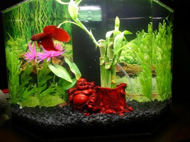 5 gallons freshwater fish tank (mostly fish and non-living decorations) - 5 gallon TopFin Aquascene hexagon tank
16" L x 9.75" D x 16" H.