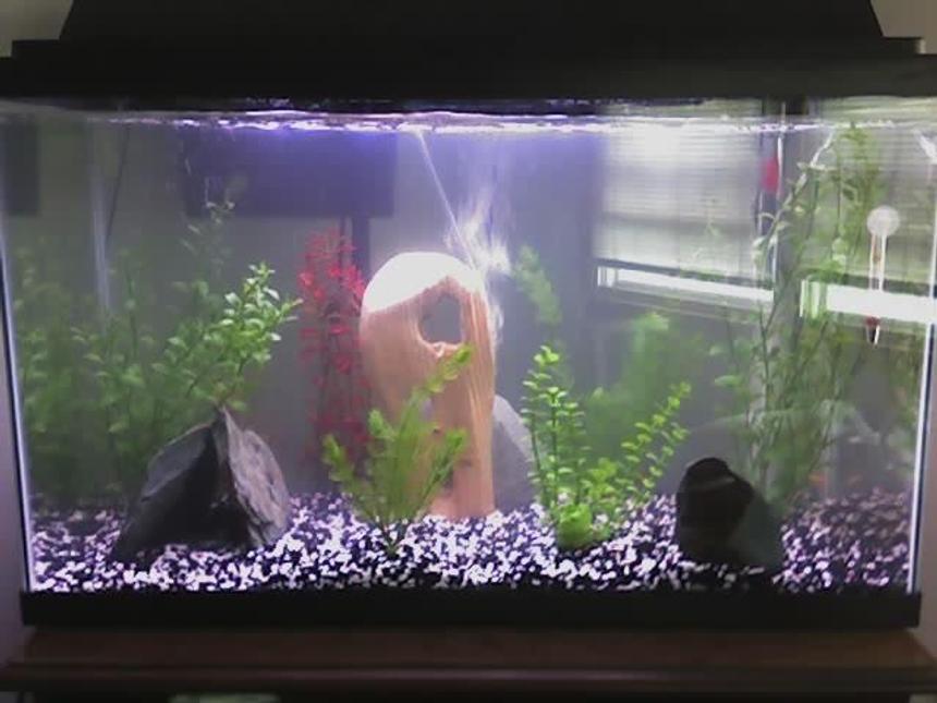 Rated #399: 29 Gallons Freshwater Fish Tank - i no longer have this tank, I have recently purchased a 75 gallon =) pictures soon