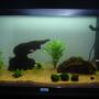 30 gallons planted tank (mostly live plants and fish) - 5 cardinal tetras 1 zebra fish 1 SAE 1 albino sucker fish lots of plants with some moss. This is my first tank and it's only 1 weeks old, so be gentle.. It will get better, but I want to slow down so I can get the fish in a scheduled pattern.