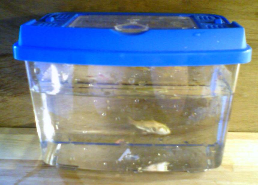 Rated #438: 1 Gallon Freshwater Fish Tank - 1 Goldfish