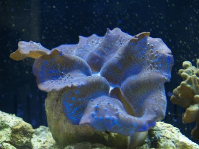 corals inverts - tridacna crocea - crocea clam stocking in 75 gallons tank - 4