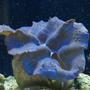 corals inverts - tridacna crocea - crocea clam stocking in 75 gallons tank - 4