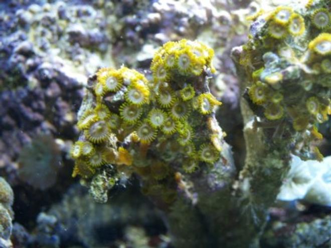 corals inverts - zoanthus sp. - green polyps stocking in 75 gallons tank - 7