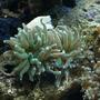 corals inverts - euphyllia glabrescens - torch coral stocking in 75 gallons tank - 8