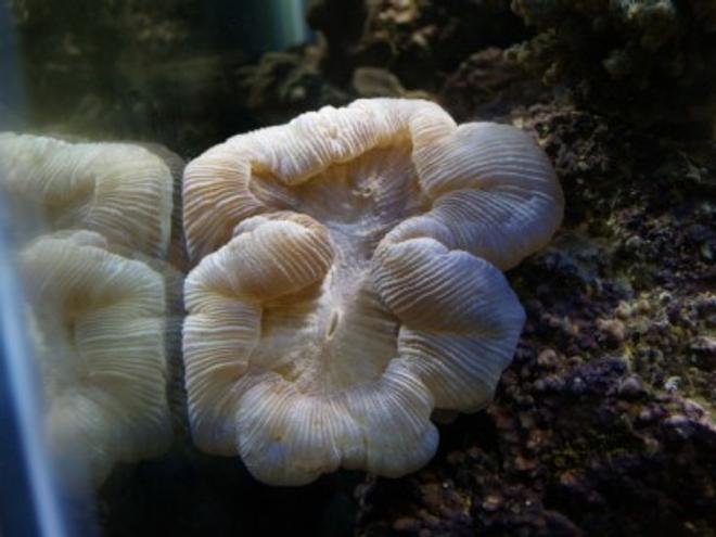 corals inverts - trachyphyllia geoffroyi - brain coral, trachyphyllia stocking in 75 gallons tank - 9