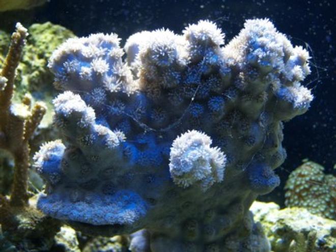corals inverts - acropora sp. - roscoe's blue acropora coral stocking in 75 gallons tank - 11