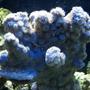 corals inverts - acropora sp. - roscoe's blue acropora coral stocking in 75 gallons tank - 11