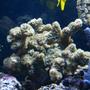 corals inverts stocking in 75 gallons tank - 16
