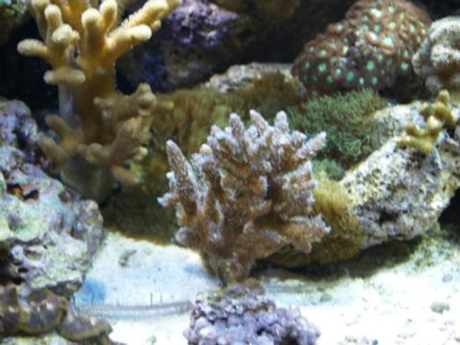 corals inverts - montipora digitata - indigo digitata coral stocking in 75 gallons tank - 20