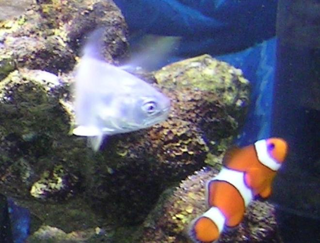 saltwater fish - amphiprion percula - true percula clownfish stocking in 55 gallons tank - pompano and clown fish