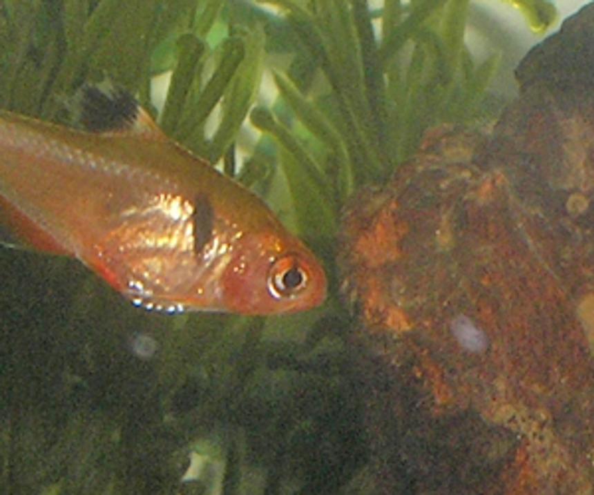Rated #2273: Freshwater Fish - Hyphessobrycon Callistus - Red Minor Serpae Tetra Stocking In 12 Gallons Tank - one of my tetras