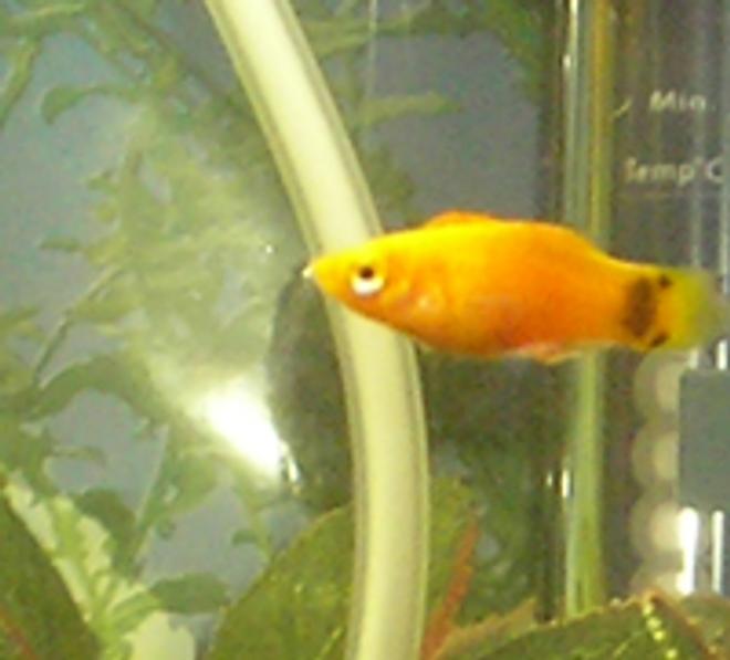 freshwater fish - xiphophorus maculatus - hi fin platy stocking in 12 gallons tank - Satsuma - my platy XD