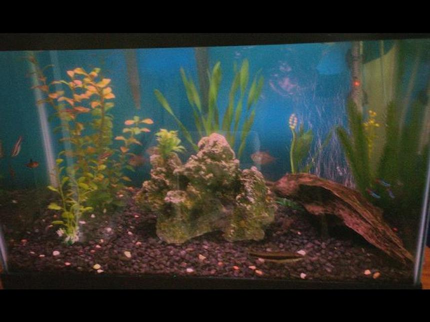 Rated #385: 20 Gallons Freshwater Fish Tank - 2o gallon community tank