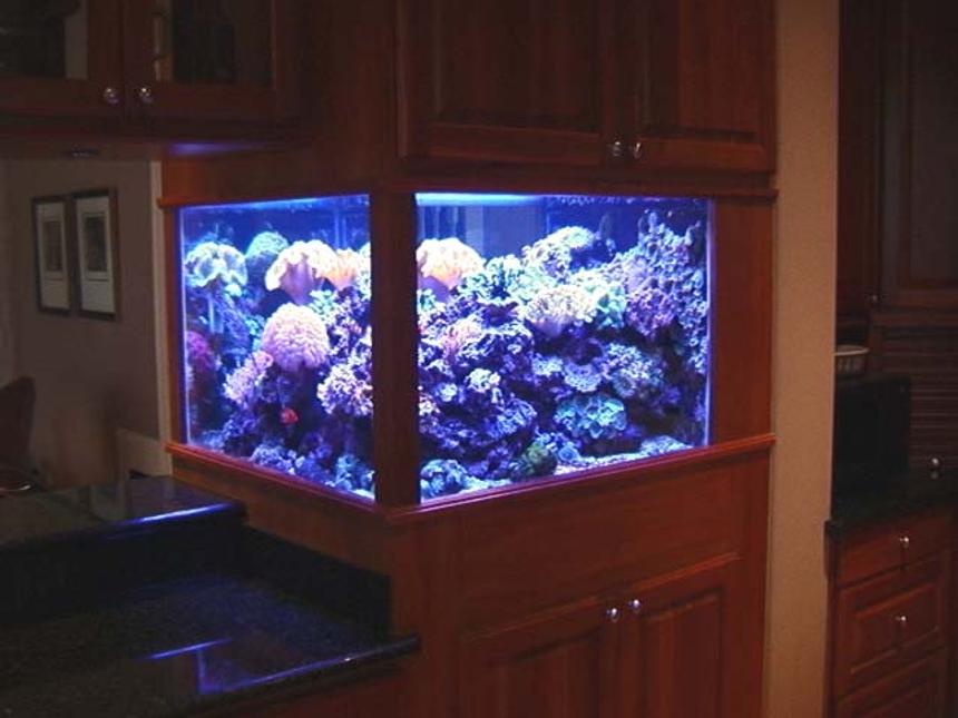Rated #129: 200 Gallons Reef Tank - 200 gallon DSB reef tank.