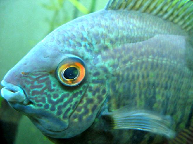 freshwater fish - heros serverus - green severum stocking in 55 gallons tank - Green Severum