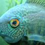 freshwater fish - heros serverus - green severum stocking in 55 gallons tank - Green Severum