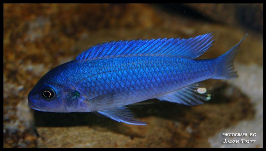 Rated #7: Freshwater Fish - Pseudotropheus Estherae - Red Zebra Cichlid Stocking In 47 Gallons Tank - Red Zebra African Cichlid