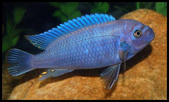 freshwater fish - maylandia callainos - blue cobalt cichlid stocking in 47 gallons tank - Anothe "Red Zebra" african cichlid however I think he may be a mix.