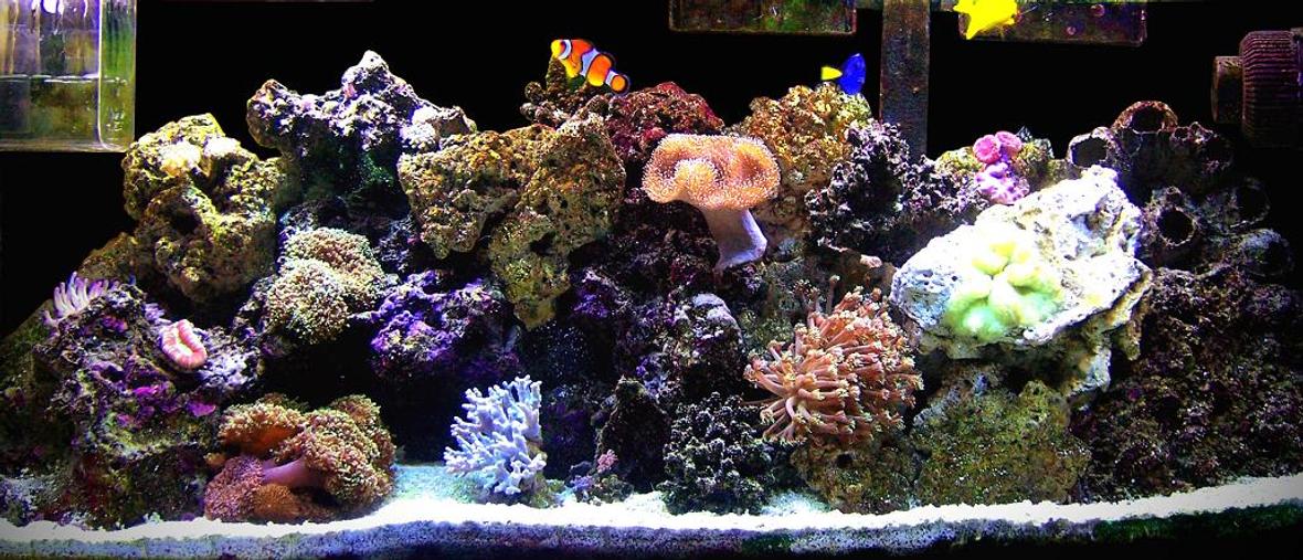 55 gallons reef tank (mostly live coral and fish) - 55g reef tank with daisy coral, mushroom cup coral, fragment xenia, red brain coral, frogspawn coral, and four other corals that I am not sure of thier names. As far as fish I have 2 clownfish, regal tang, yellow tang, blue cheek sand sifting goby, mandarin fish, and 1 camel back shrimp