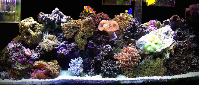 55 gallons reef tank (mostly live coral and fish) - 55g reef tank with daisy coral, mushroom cup coral, fragment xenia, red brain coral, frogspawn coral, and four other corals that I am not sure of thier names. As far as fish I have 2 clownfish, regal tang, yellow tang, blue cheek sand sifting goby, mandarin fish, and 1 camel back shrimp
