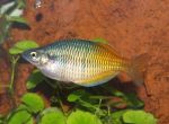 freshwater fish - melanotaenia boesemani - boesemani rainbow stocking in 55 gallons tank - Bosemani Rainbow