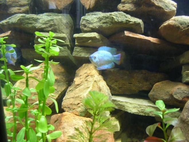 freshwater fish - colisa lalia - powder blue dwarf gourami - Powder Blue Gourami