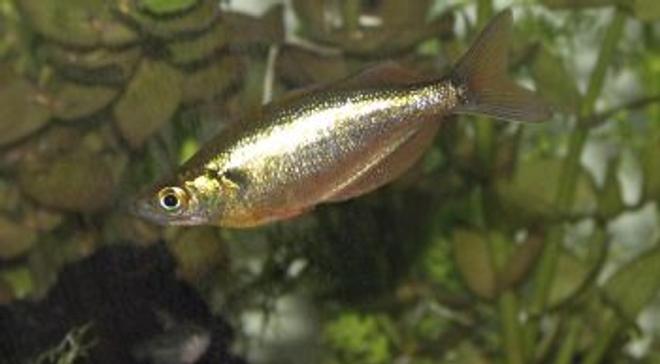 freshwater fish - glossolepis incisis - red irian rainbow stocking in 55 gallons tank - RED IRIAN RAINBOW