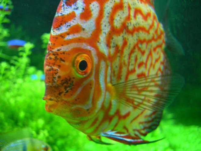 freshwater fish - symphysodon spp. - pigeon blood discus stocking in 46 gallons tank - "Earl" - Red Pearl Pigeon Blood Discus - 3.5"