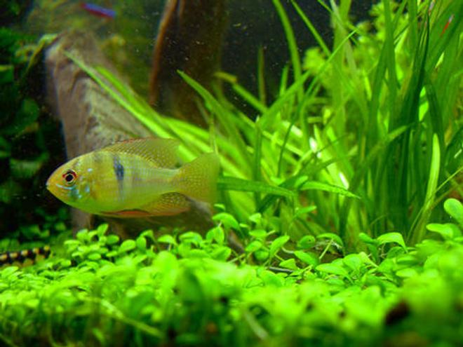 freshwater fish - papiliochromis ramirezi - german blue ram stocking in 46 gallons tank - "Josie" - Brazilian Ram - female