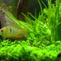 freshwater fish - papiliochromis ramirezi - german blue ram stocking in 46 gallons tank - "Josie" - Brazilian Ram - female