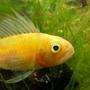 freshwater fish - apistogramma cacatuoides - orange cockatoo cichlid stocking in 46 gallons tank - Apistogramma Cacatuoides - Yellow Triple Red Male