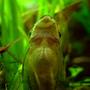 freshwater fish - otocinclus sp. - otocinclus catfish stocking in 46 gallons tank - otto - not exactly the most exciting fish, but i just liked this photo.