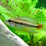freshwater fish - apistogramma sp. - assorted apistogramma stocking in 46 gallons tank - Apistogramma - male