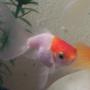 freshwater fish - carassius auratus - crown pearlscale goldfish stocking in 2 gallons tank - buba