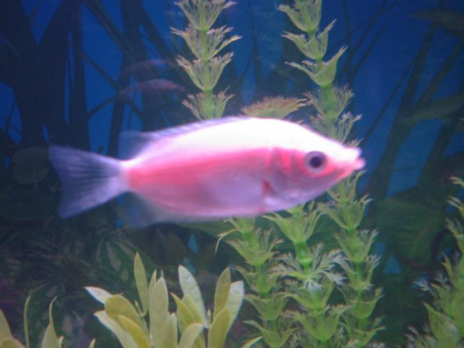 freshwater fish - helostoma temmincki - kissing gourami stocking in 20 gallons tank - Pucker Up!