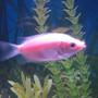 freshwater fish - helostoma temmincki - kissing gourami stocking in 20 gallons tank - Pucker Up!