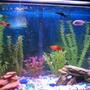 20 gallons freshwater fish tank (mostly fish and non-living decorations) - 20 Gal Tank