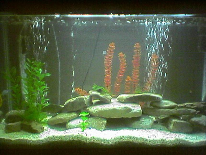 Rated #228: 40 Gallons Freshwater Fish Tank - This tank is a cichlid tank that I have recently set up. It contains Mbuna cichlids. The substrate is store bought and created by combining different materials from the ocean such as sand and shells. This buffers the ph of the tank so it needs to be monitered on a more regular basis but with constant water changes it keeps the levels pretty accurate. I don't need to add any ph up of down to the tank with this substrate. The rocks are from a local river that were soaked and scrubed with bleach and rinsed with hot water. The plants are fake except the green on the top of the rocks. That is a java moss that I added recently that should begin to attatch in a week or so. I am currently running a tube under the gravel that is split with an airline double T. From each of these I ran an airstone.. Thats where the bubbles are coming from. The tank is filtered by an undergravel filter and a H.O.B filter that filtters 600 gph.
