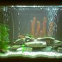 40 gallons freshwater fish tank (mostly fish and non-living decorations) - This tank is a cichlid tank that I have recently set up. It contains Mbuna cichlids. The substrate is store bought and created by combining different materials from the ocean such as sand and shells. This buffers the ph of the tank so it needs to be monitered on a more regular basis but with constant water changes it keeps the levels pretty accurate. I don't need to add any ph up of down to the tank with this substrate. The rocks are from a local river that were soaked and scrubed with bleach and rinsed with hot water. The plants are fake except the green on the top of the rocks. That is a java moss that I added recently that should begin to attatch in a week or so. I am currently running a tube under the gravel that is split with an airline double T. From each of these I ran an airstone.. Thats where the bubbles are coming from. The tank is filtered by an undergravel filter and a H.O.B filter that filtters 600 gph.