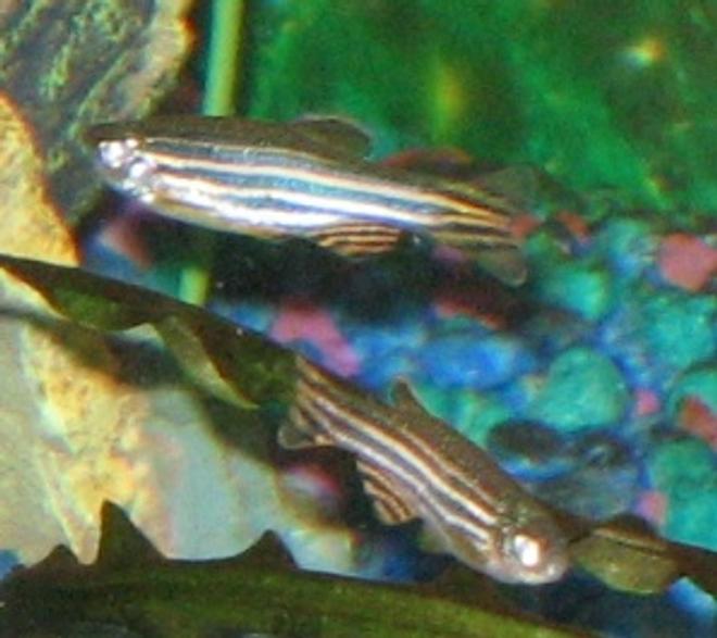 freshwater fish - danio rerio - zebra danio stocking in 55 gallons tank - Zebras