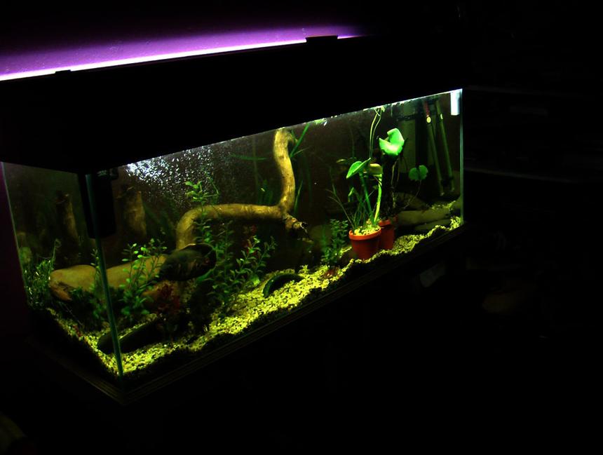 Rated #158: 60 Gallons Planted Tank - 1 tiger oscar 2 bristle cats 4 salmon cats 1 barred midas 4 jewels