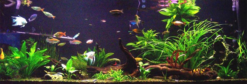 Rated #64: 100 Gallons Planted Tank - Planted community tank.