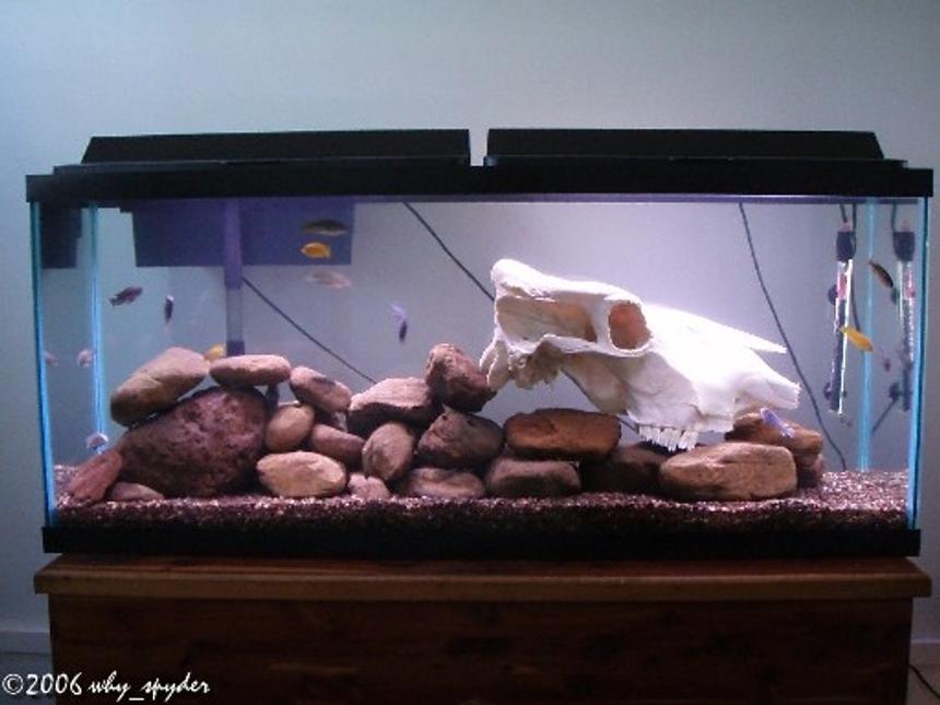Rated #323: 55 Gallons Freshwater Fish Tank - My Mbuna Tank