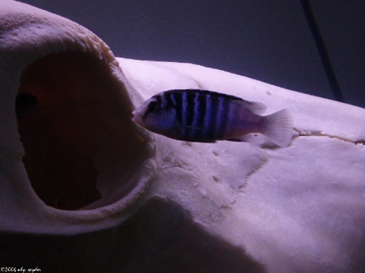 freshwater fish - labidochromis chisumulae stocking in 55 gallons tank - Labidochromis chisumulae