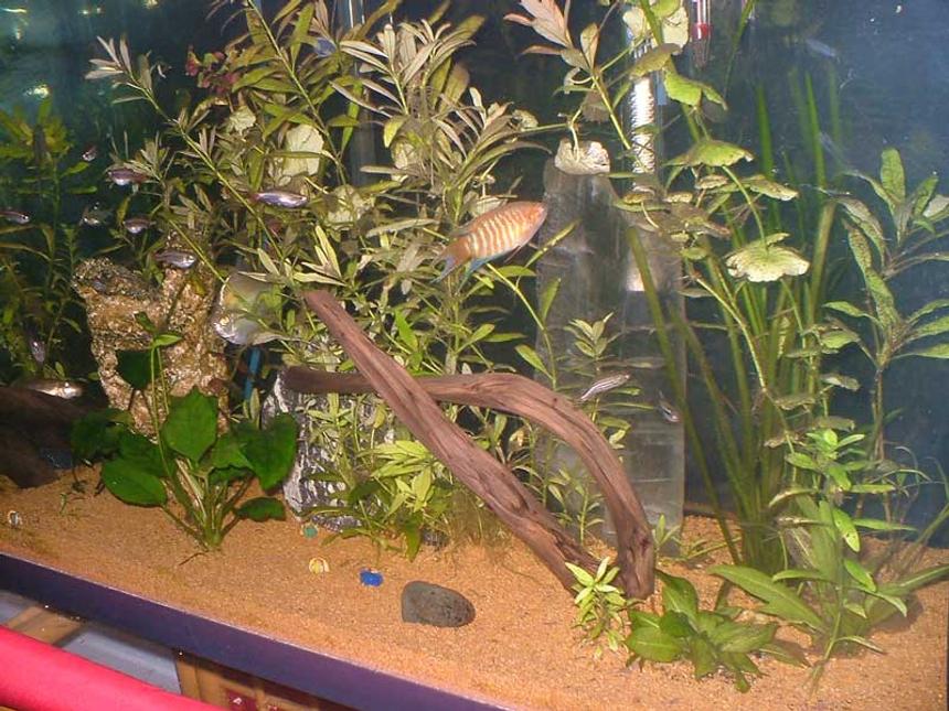 Rated #166: 33 Gallons Planted Tank - community tank with healthy plants and fish