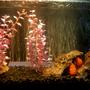 10 gallons freshwater fish tank (mostly fish and non-living decorations) - Kids, 10 Gallon